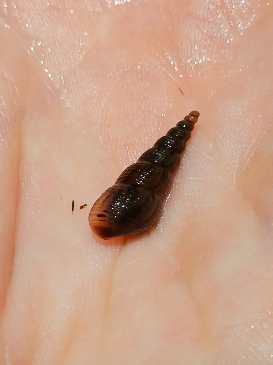 Miniatura: Melanoides (Melanoides tuberculata)