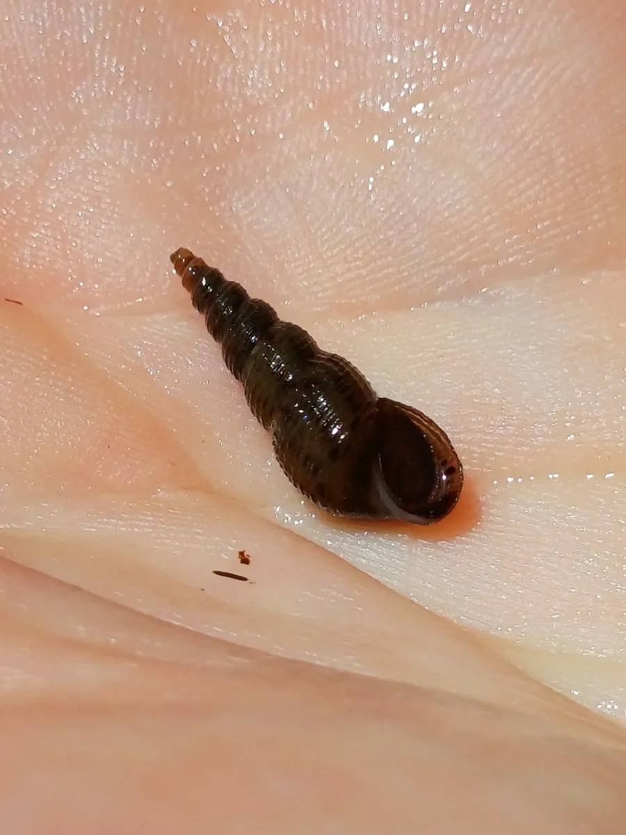 Miniatura: Melanoides (Melanoides tuberculata)