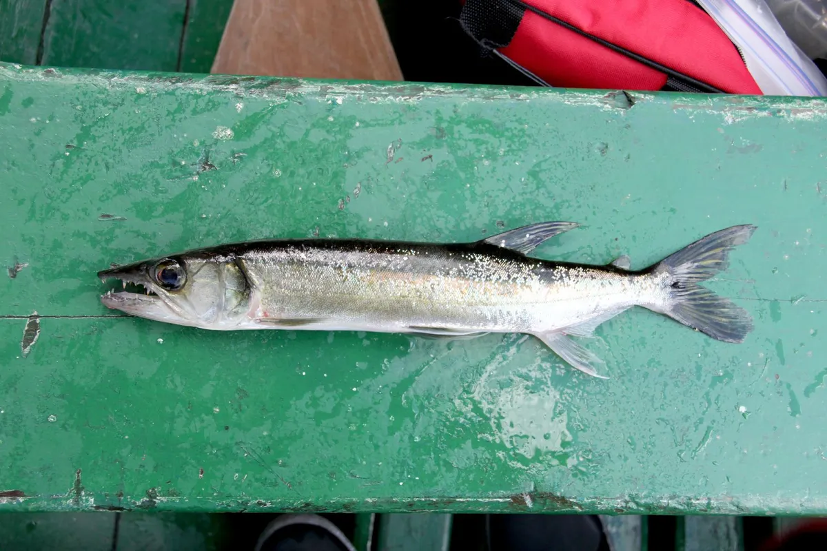 Acestrorincidi (Pike characin)