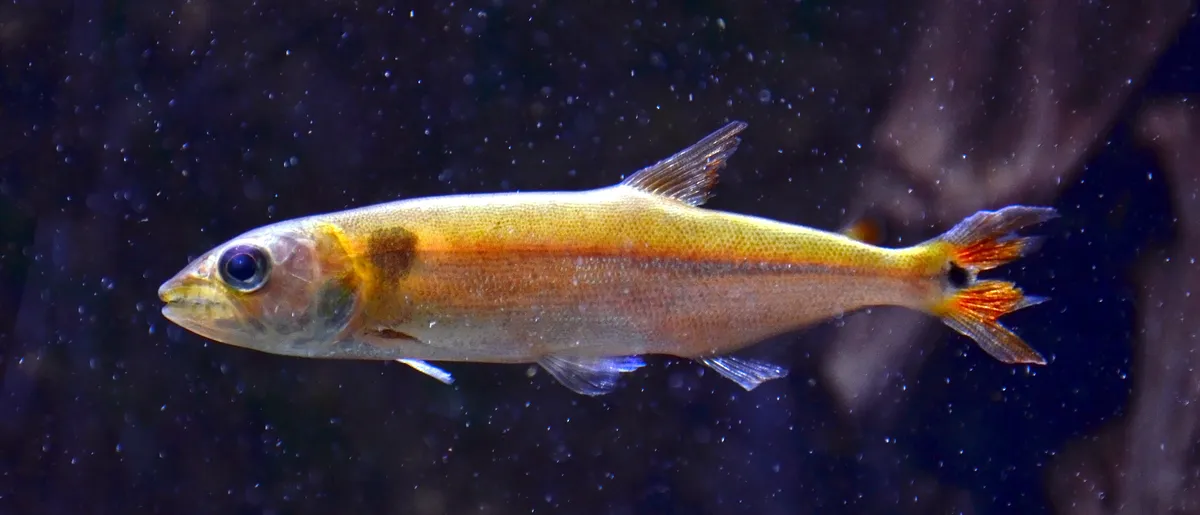 Miniatura: Acestrorhynchus (Acestrorhynchus spp.)