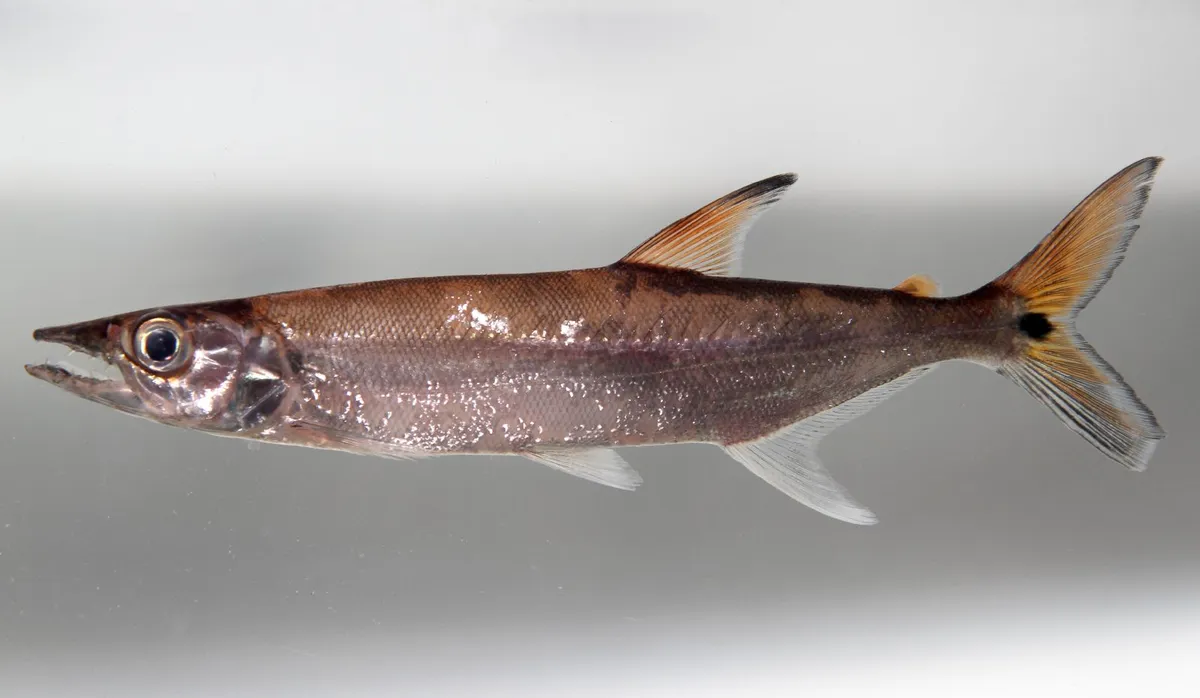 Miniatura: Acestrorhynchus (Acestrorhynchus spp.)