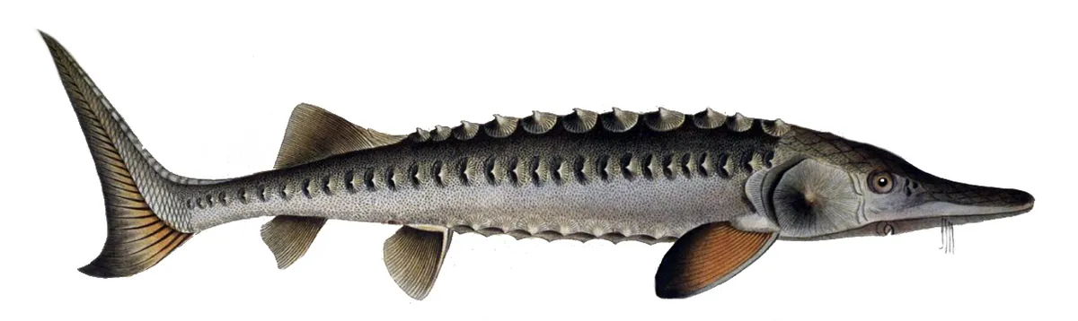 Miniatura: Acipenser (Acipenser spp.)