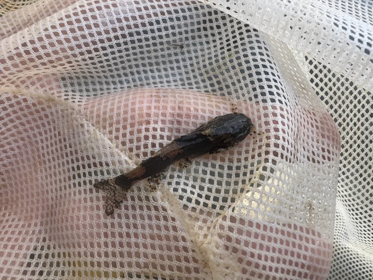 Miniatura: Akysis (Akysis spp.)