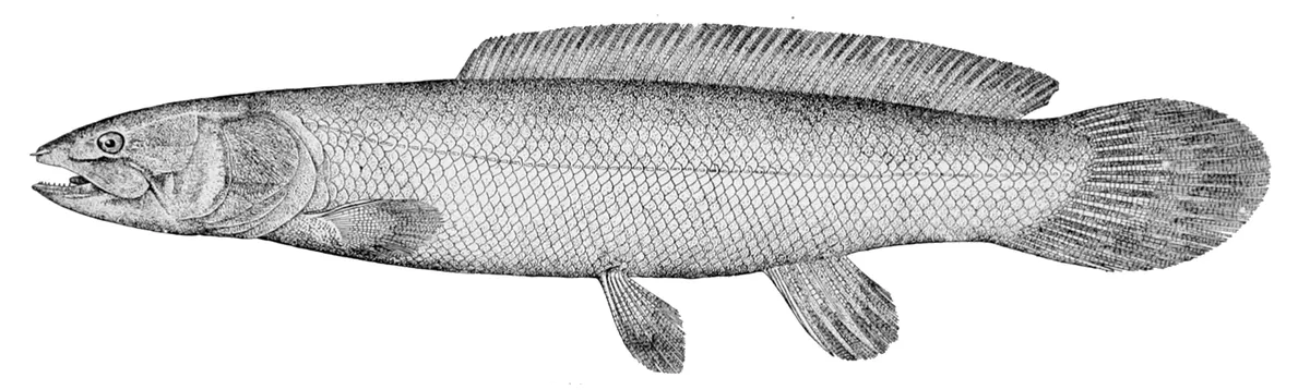 Amiidi (Amia)
