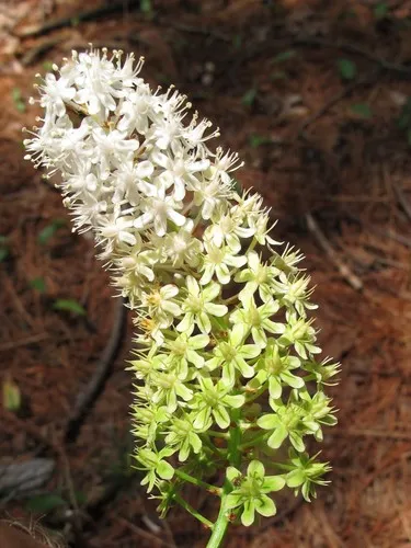 Miniatura: Amia (Amia spp.)