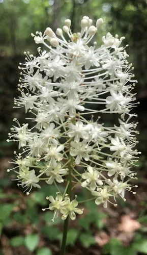 Miniatura: Amia (Amia spp.)