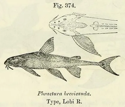 Anfilidi