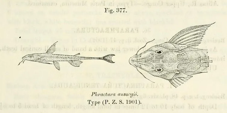 Miniatura: Phractura (Phractura spp.)