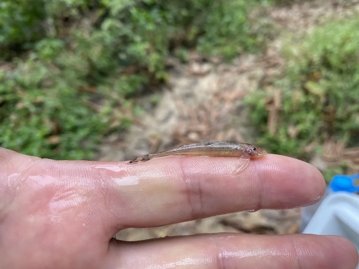 Miniatura: Phractura (Phractura spp.)