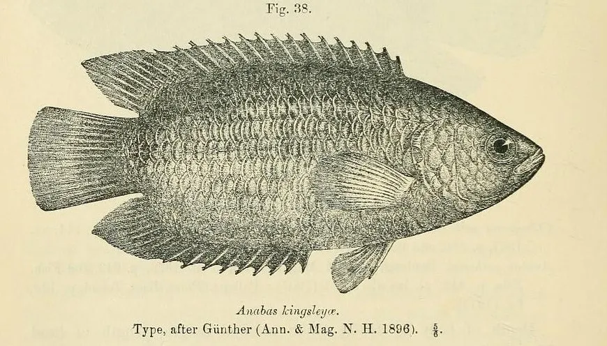 Miniatura: Ctenopoma (Ctenopoma spp.)