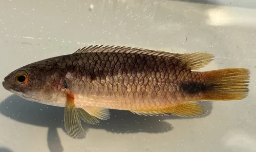 Miniatura: Ctenopoma (Ctenopoma spp.)