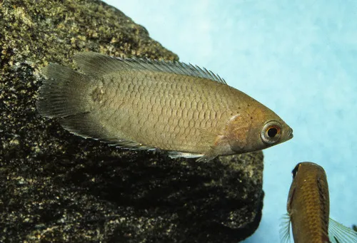 Miniatura: Ctenopoma (Ctenopoma spp.)