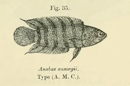 Microctenopoma (Microctenopoma spp.)