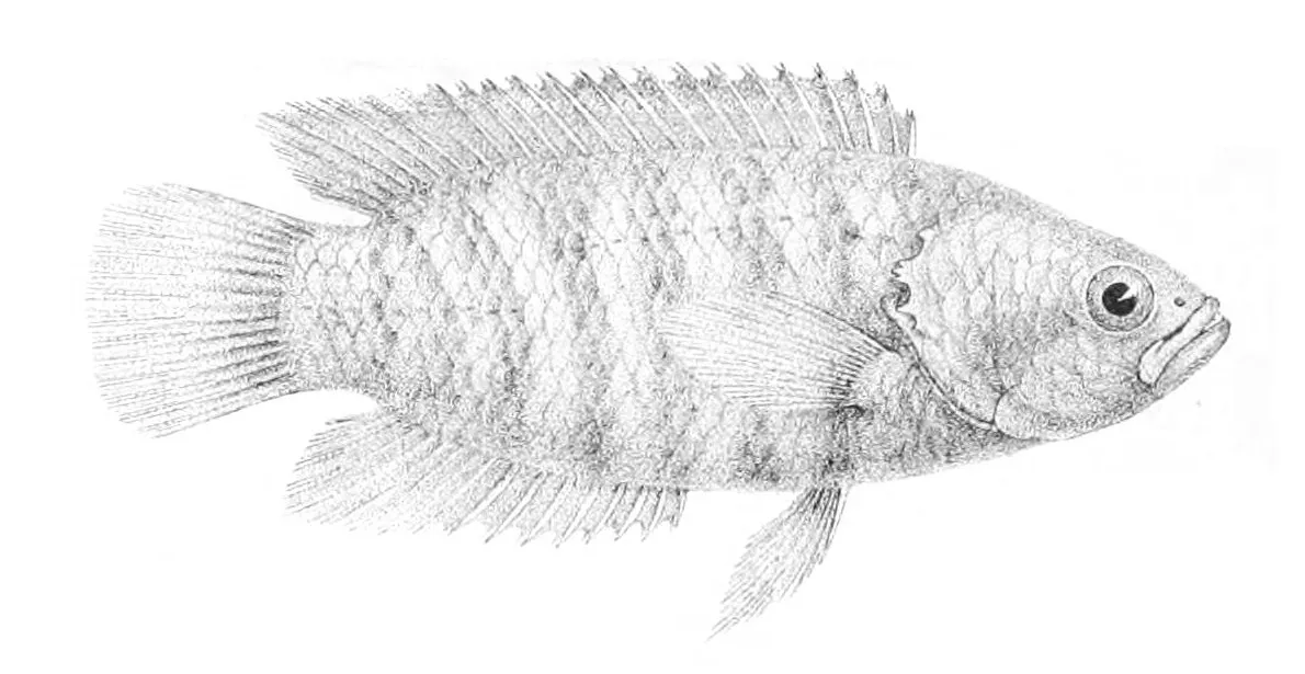 Miniatura: Microctenopoma (Microctenopoma spp.)