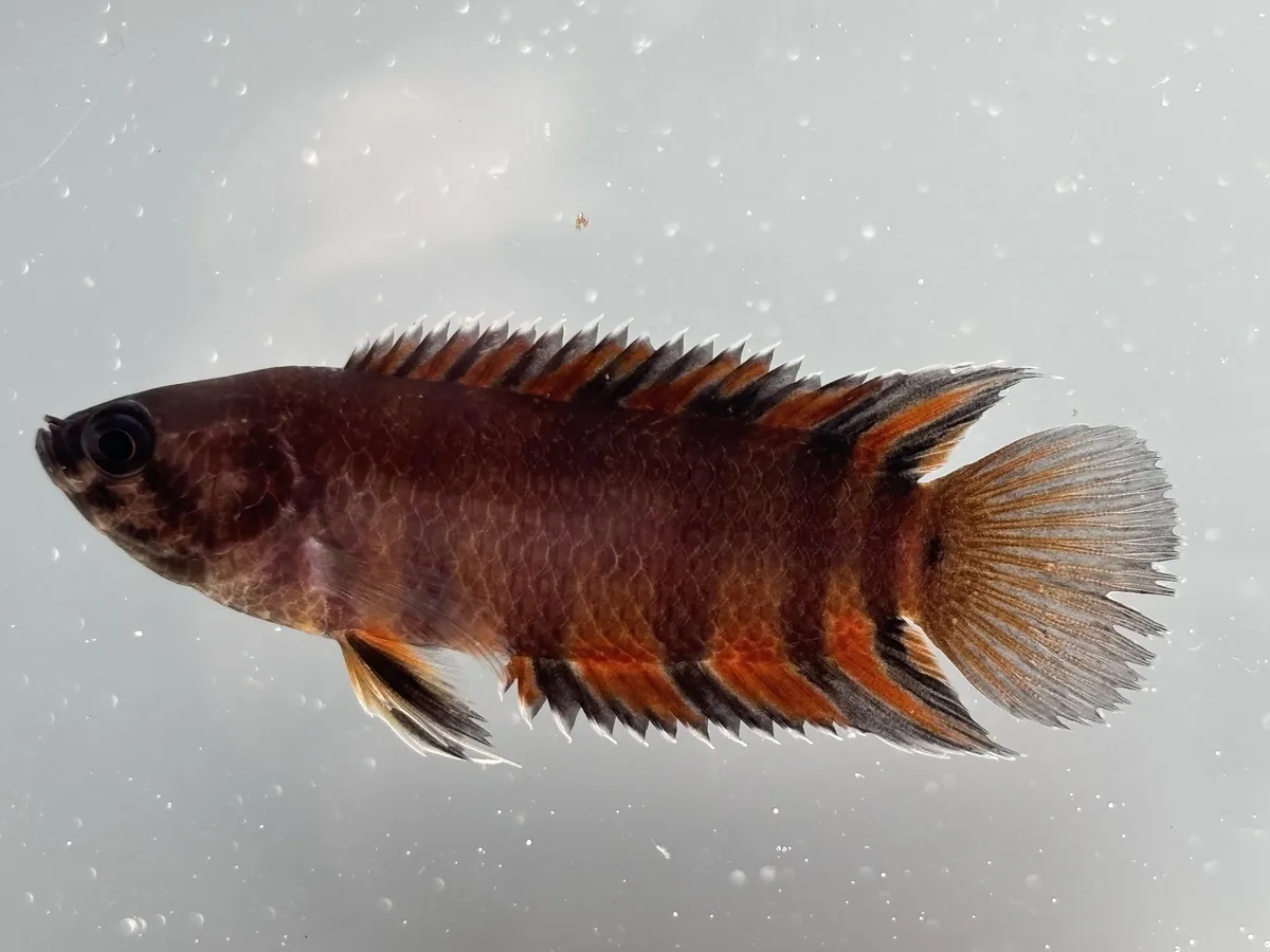Miniatura: Microctenopoma (Microctenopoma spp.)