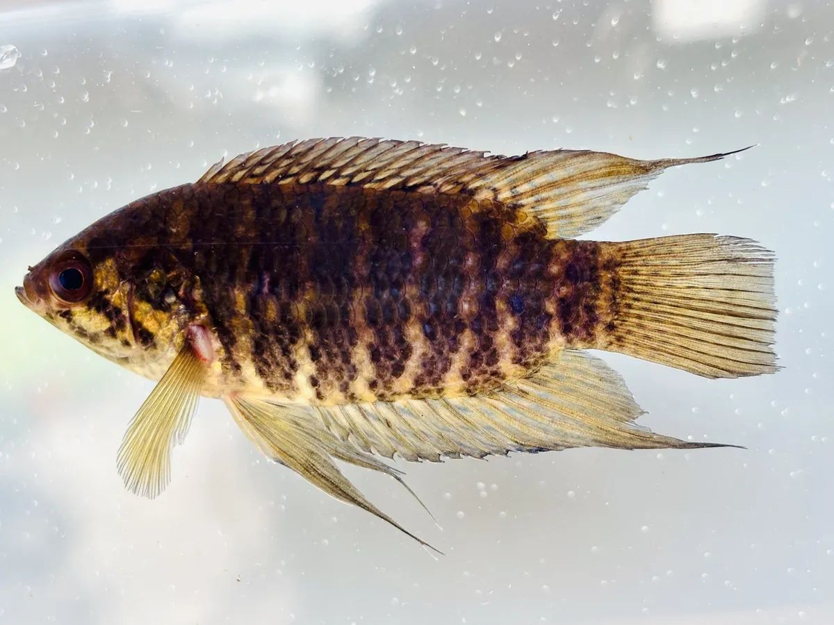 Miniatura: Microctenopoma (Microctenopoma spp.)