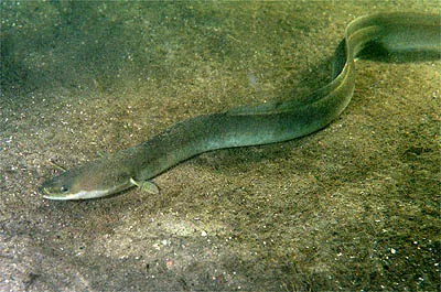 Anguillidi (Anguille)