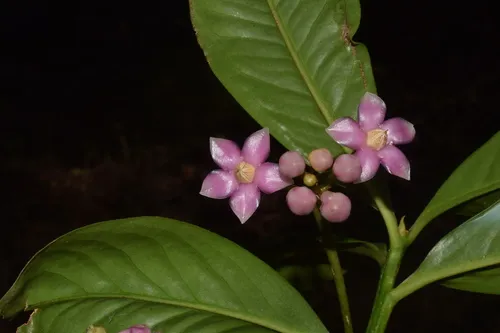 Miniatura: Anguilla (Anguilla spp.)