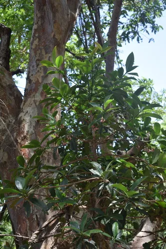 Miniatura: Anguilla (Anguilla spp.)