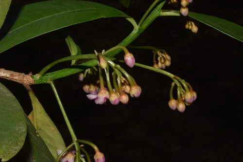 Miniatura: Anguilla (Anguilla spp.)