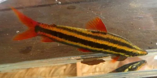 Anostomidi