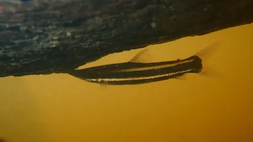 Miniatura: Anostomus (Anostomus spp.)