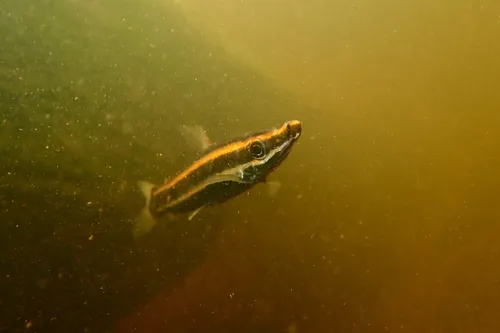 Miniatura: Anostomus (Anostomus spp.)