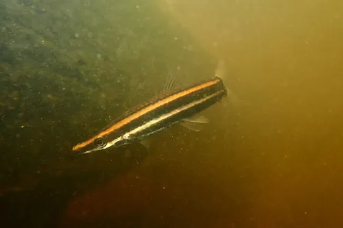 Miniatura: Anostomus (Anostomus spp.)