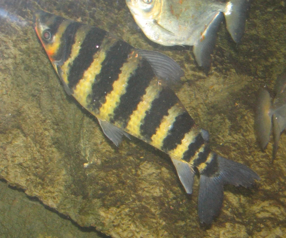 Leporinus (Leporinus spp.)