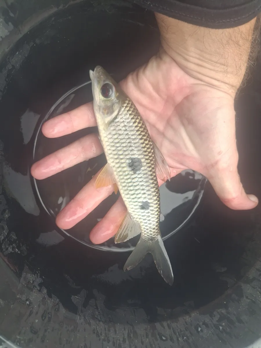 Miniatura: Leporinus (Leporinus spp.)