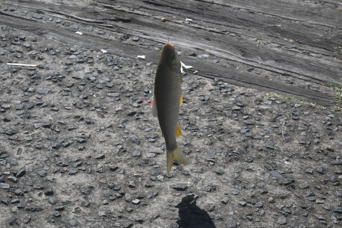 Miniatura: Leporinus (Leporinus spp.)
