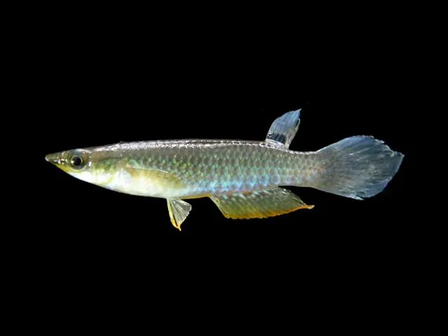 Miniatura: Aplocheilus (Aplocheilus spp.)