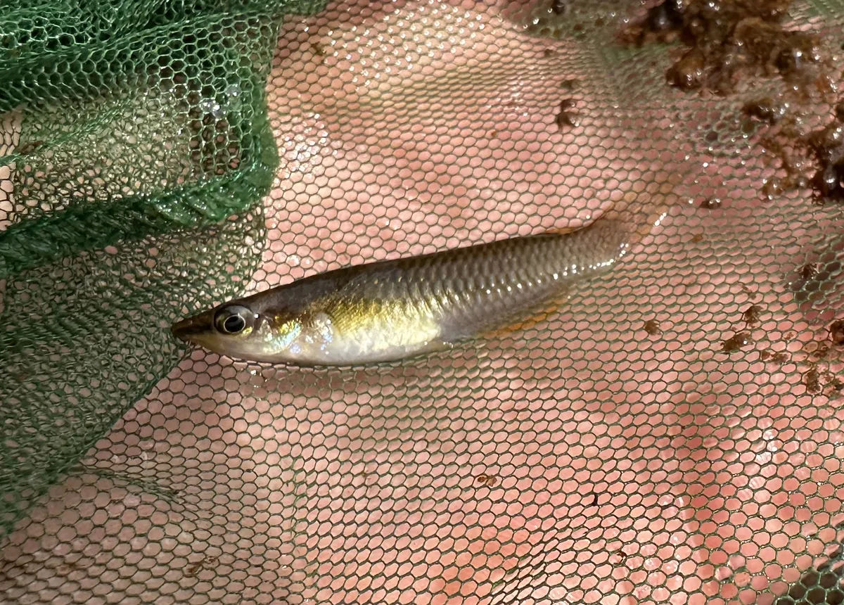 Miniatura: Aplocheilus (Aplocheilus spp.)