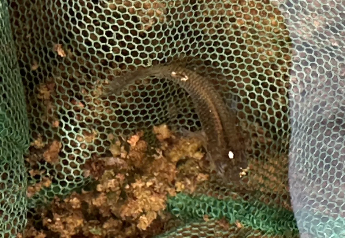 Miniatura: Aplocheilus (Aplocheilus spp.)