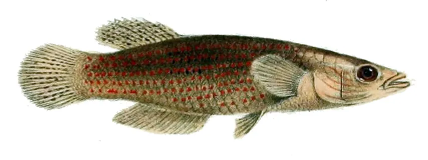Pachypanchax (Pachypanchax spp.)