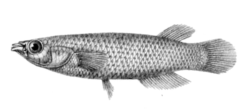 Miniatura: Pachypanchax (Pachypanchax spp.)