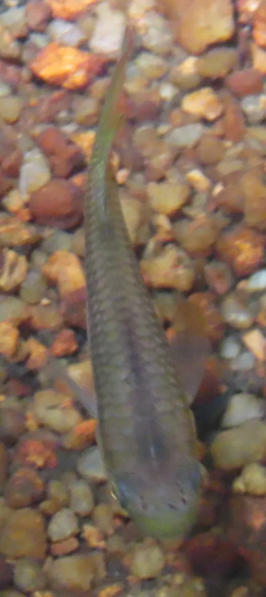 Miniatura: Pachypanchax (Pachypanchax spp.)