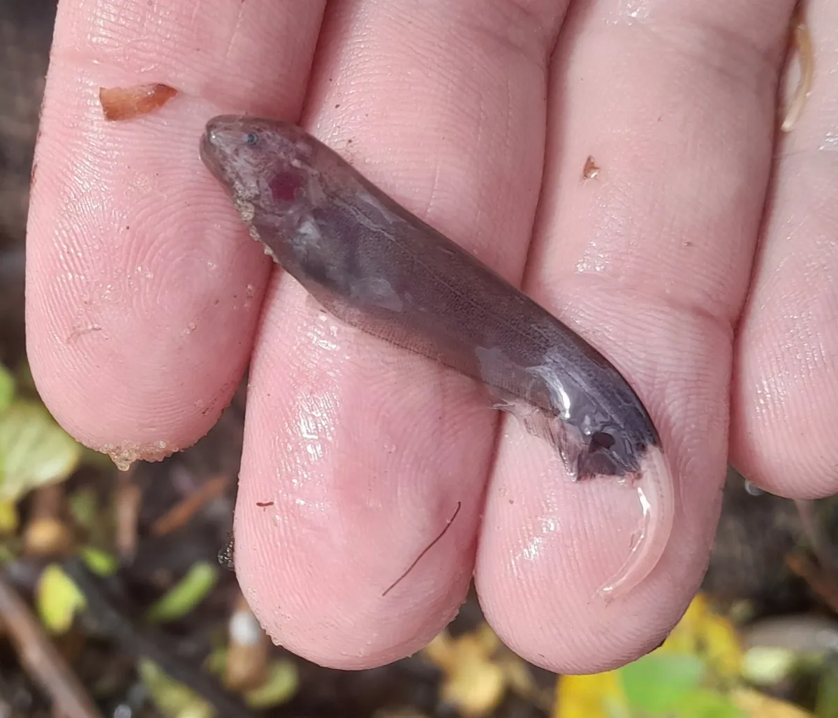Miniatura: Apteronotus (Apteronotus spp.)