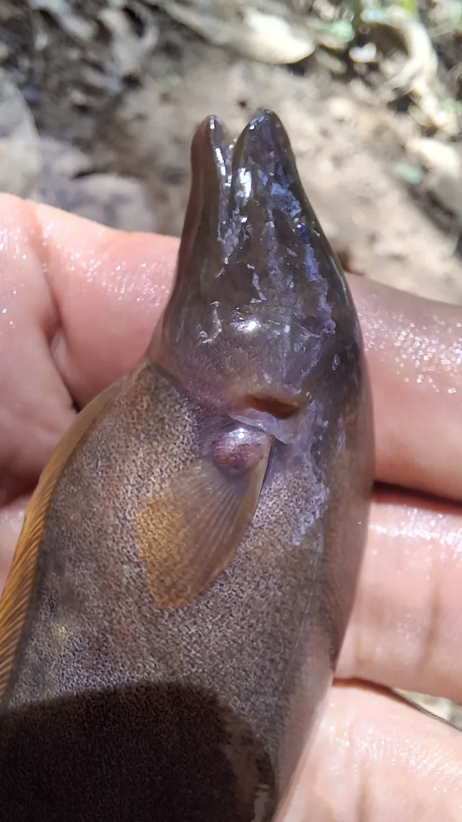 Miniatura: Apteronotus (Apteronotus spp.)