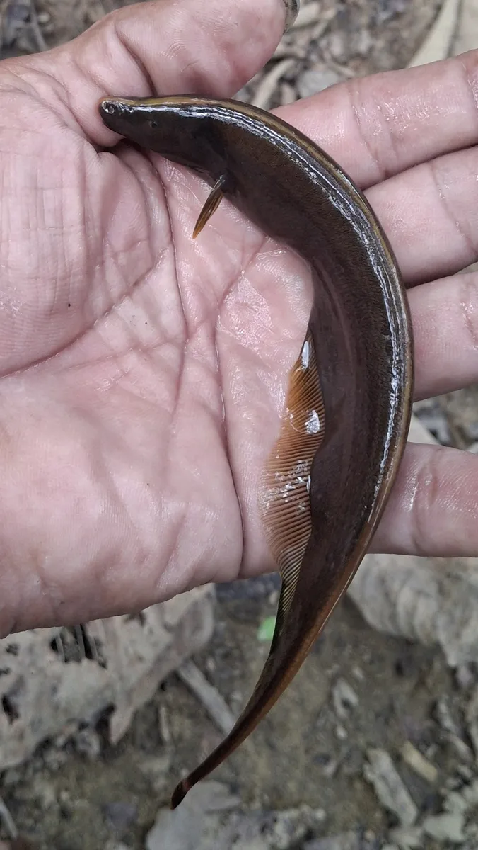 Miniatura: Apteronotus (Apteronotus spp.)