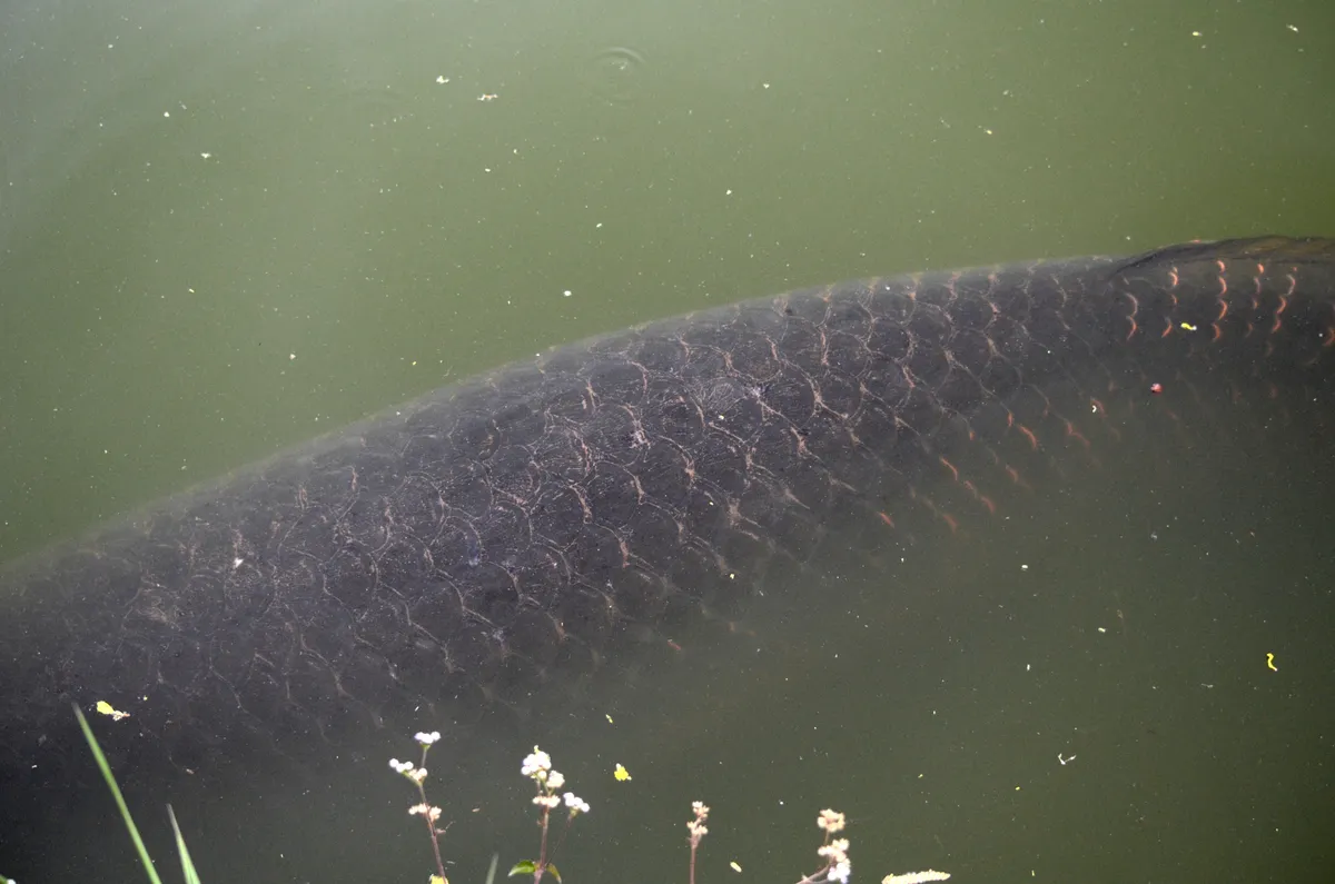 Miniatura: Arapaima (Arapaima spp.)