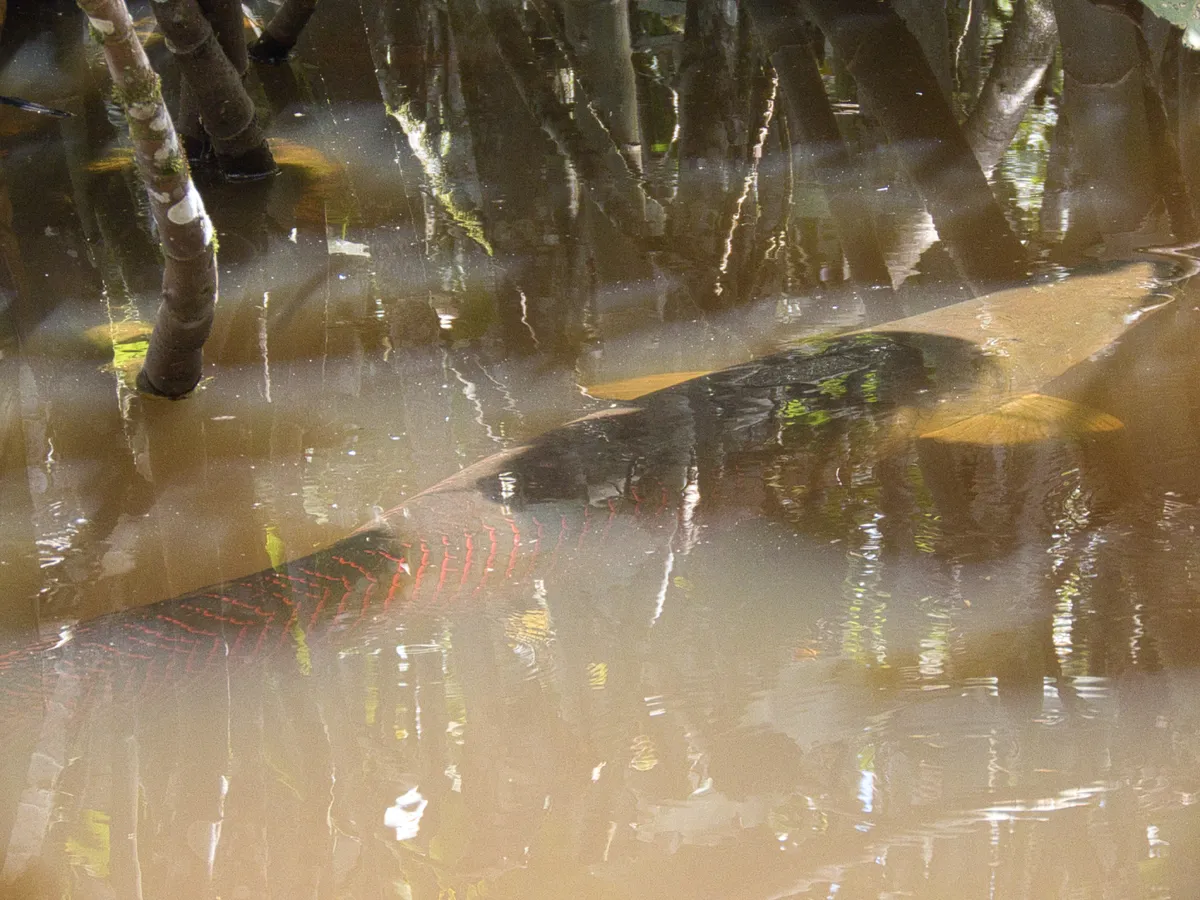 Miniatura: Arapaima (Arapaima spp.)