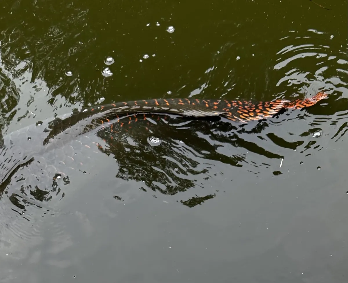 Miniatura: Arapaima (Arapaima spp.)