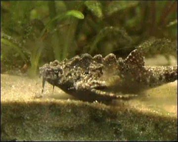 Miniatura: Dysichthys (Dysichthys spp.)