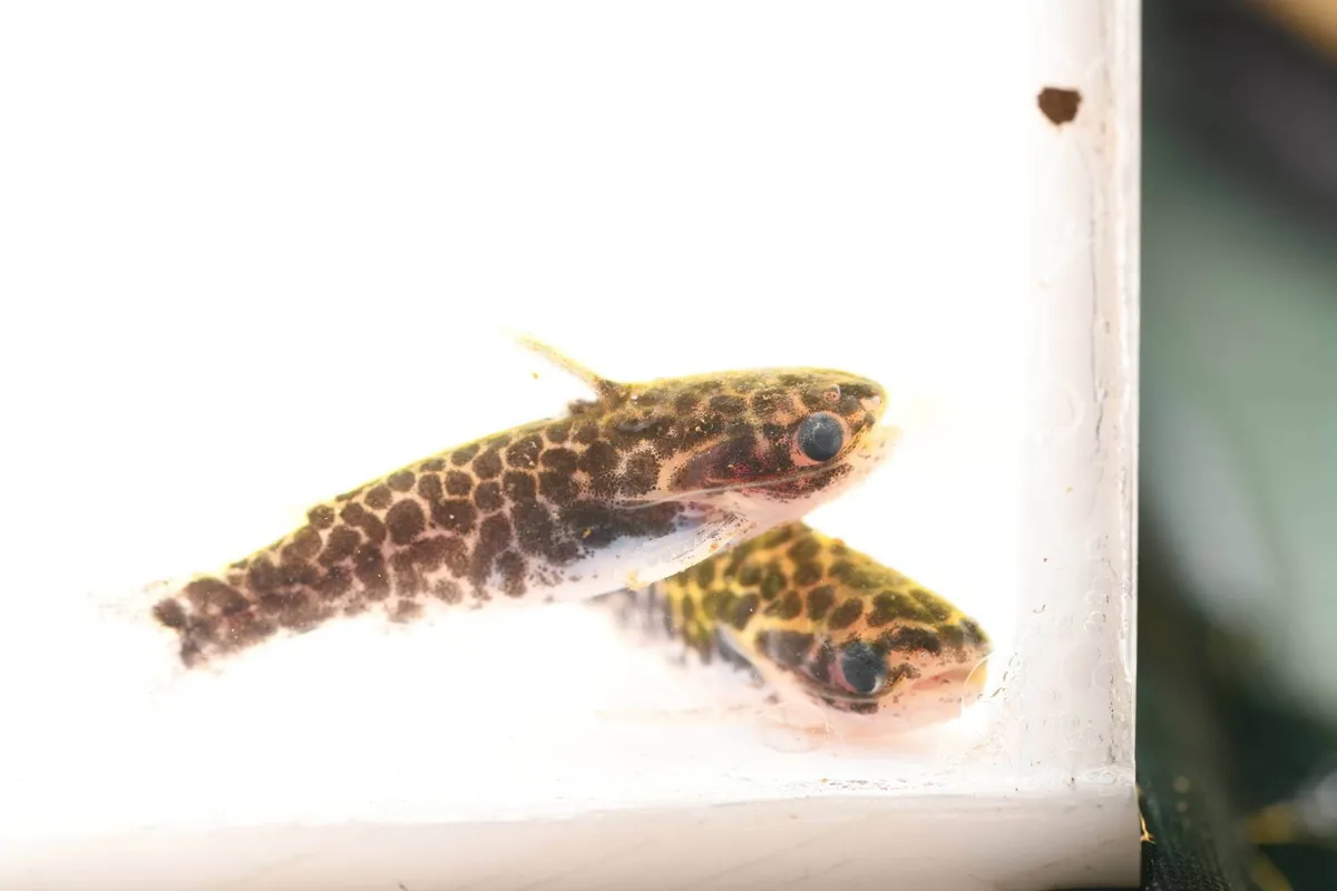 Miniatura: Centromochlus (Centromochlus spp.)