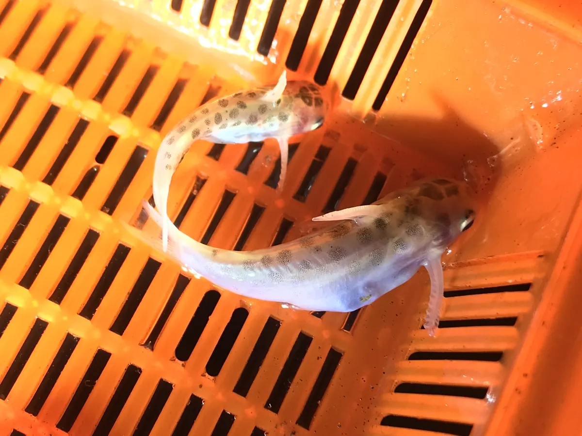Miniatura: Centromochlus (Centromochlus spp.)