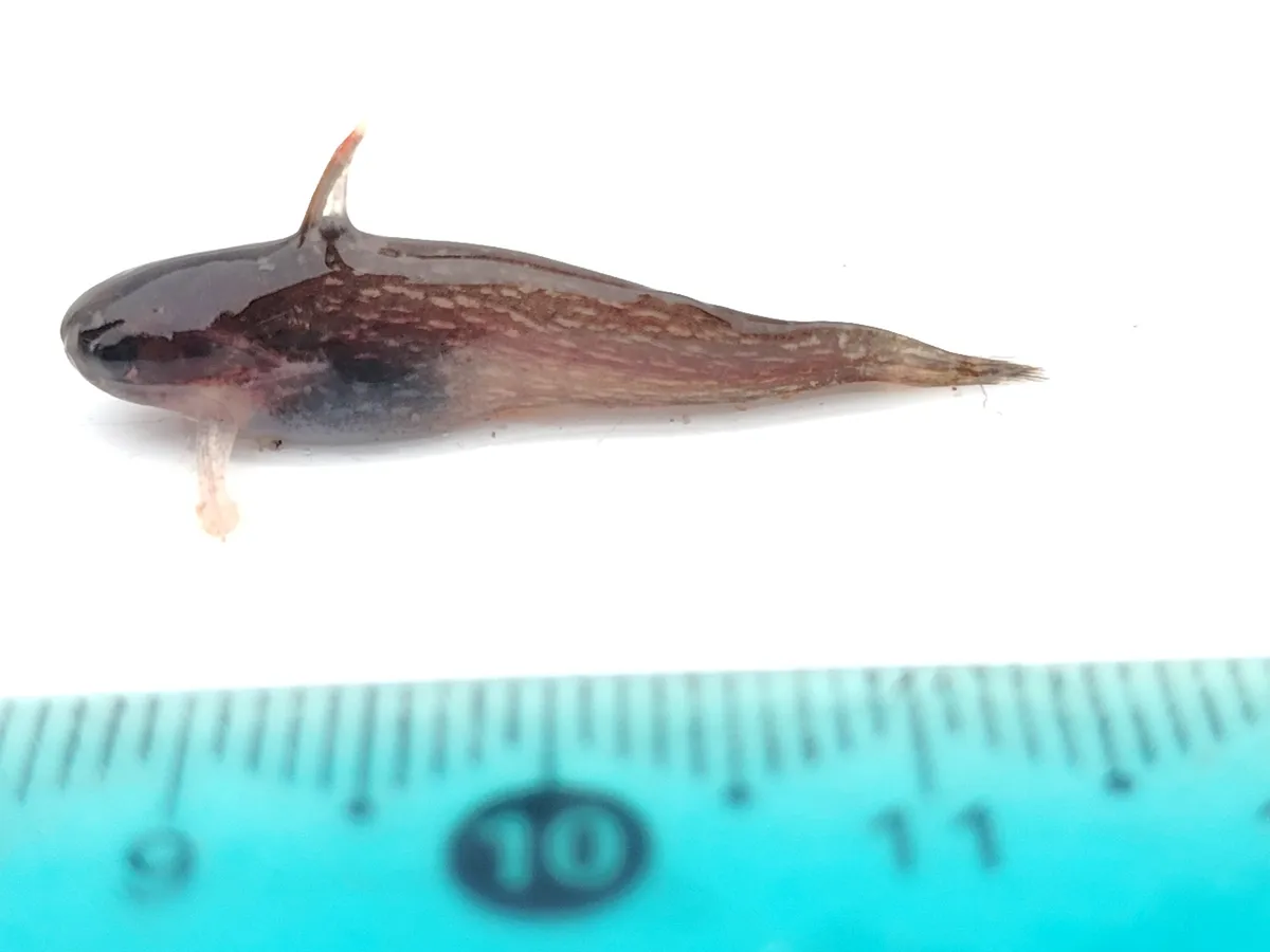 Tatia (Tatia spp.)