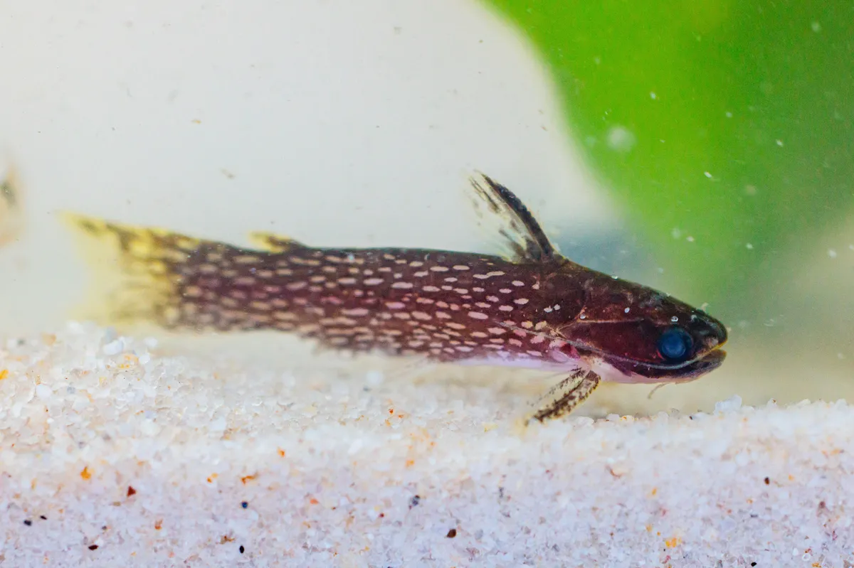 Miniatura: Tatia (Tatia spp.)