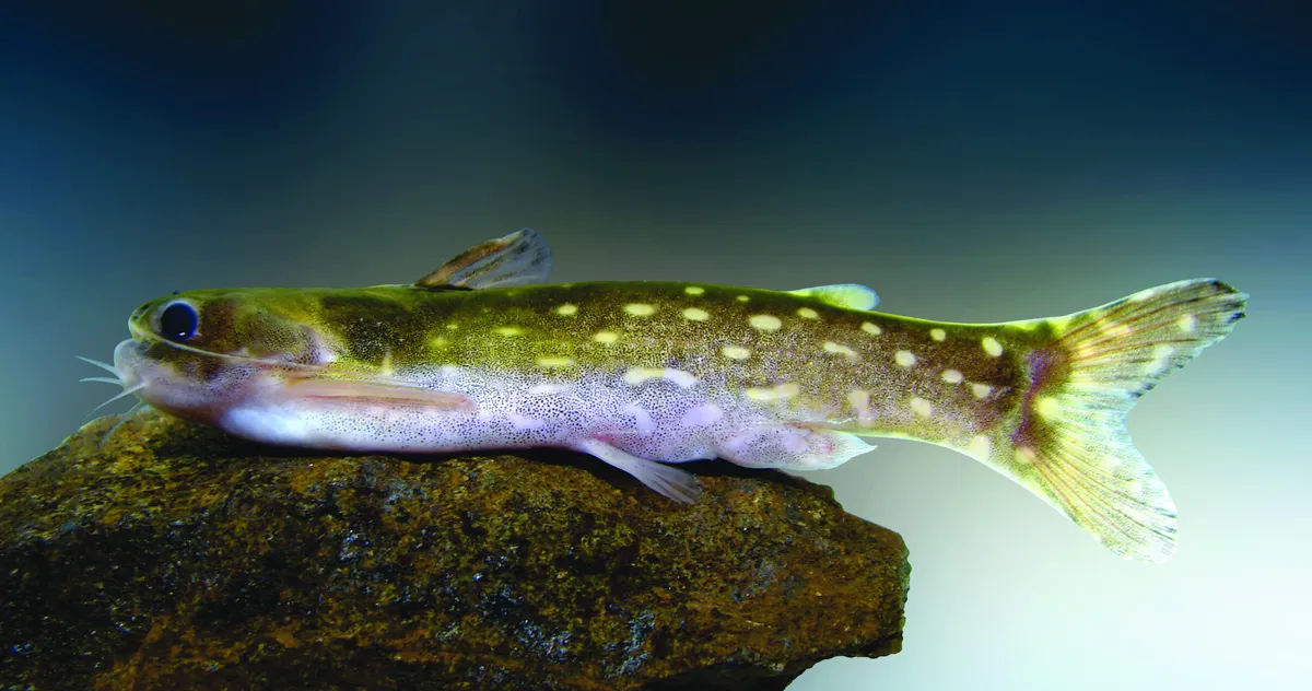 Miniatura: Tatia (Tatia spp.)