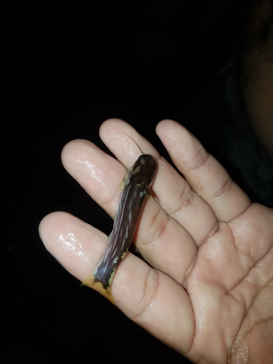 Miniatura: Tatia (Tatia spp.)